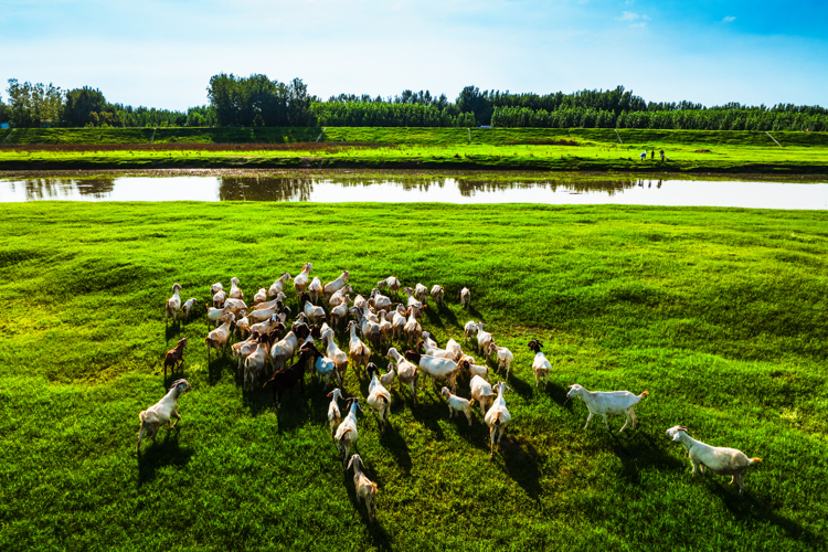 賈魯河綜合治理.jpg 賈魯河綜合治理.jpg